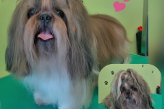 Kompletní úprava Shih-tzu ...... Před i Po