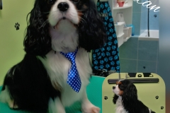 Úprava Kavalír King Charles Spaniel ...... Před i Po